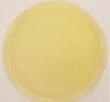 Nutrient Agar