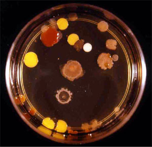 Nutrient agar plate